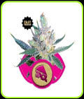 Royal Cheese Fast V - Royal Queen Seeds
