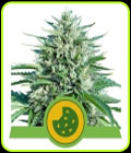 Royal Cookies Auto - Royal Queen Seeds