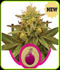 Royal Domina - Royal Queen Seeds