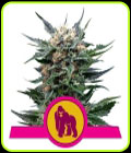 Royal Gorilla - Royal Queen Seeds