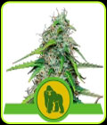 Royal Gorilla Auto - Royal Queen Seeds
