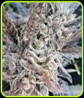 Royal Kush X - Emerald Mountain Legacy