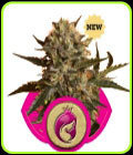 Royal Madre - Royal Queen Seeds