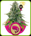 Royal Moby - Royal Queen Seeds