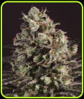 Royal Purple Kush x SCBDX - Super CBDx Seeds