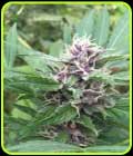 Royal Purple Kush Auto - Emerald Triangle Seeds