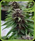 Royal Purple Kush CBD - Emerald Triangle Seeds