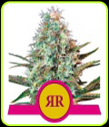 Royal Runtz - Royal Queen Seeds
