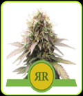Royal Runtz Automatic - Royal Queen Seeds
