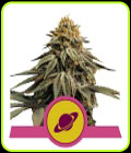 Royal Skywalker - Royal Queen Seeds