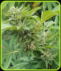 Royale Creeme Cracker - Pakalolo Seed