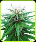Ruderalis Indica - Sensi Seeds