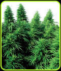 Ruderalis Skunk - Sensi Seeds