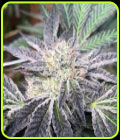 Rum Cream - Emerald Mountain Legacy
