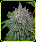 Runt-Zu - Grateful Seeds