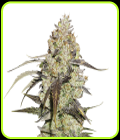 Runtz - Seed Stockers