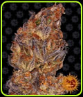 Runtz Auto - Barneys Farm Seeds
