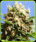 Runtz Auto - Original Sensible Seeds