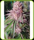 Runtz De Frutas - Tiki Madman Seeds