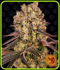 Runtz Muffin - Barneys Farm Seeds
