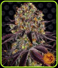 Runtz x Layer Cake - Barneys Farm Seeds