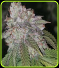 Runtzosa - Pheno Finder Seeds
