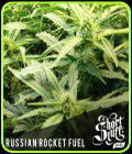 Russian Rocket Fuel - Short Stuff Seeds