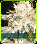 Russian Snow - Vision Seeds
