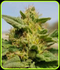 Rustam Kush - Afghan Selection