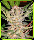 S.A.D. (Sweet Afghani Delicious) - Sweet Seeds
