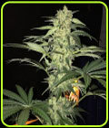 S.A.G.E. CBD - TH Seeds