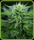 SCROG CBD - Medicann Seeds