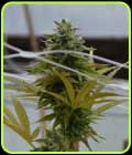 SFV OG Kush - Medicann Seeds