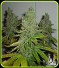SFV OG Kush IB - Cali Connection Seeds
