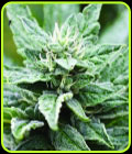SFV OG Kush x RPK - Emerald Triangle Seeds