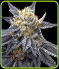 SSOG - Crockett Family Farms