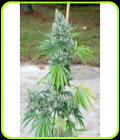 SSSDH x Jack - Karma Genetics