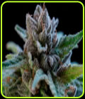 SUGUZ - R-Kiem Seeds