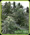 Safari Mix - Mandala Seeds
