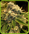 Safety Meeting - Jinxproof Genetics