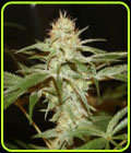 Sagans Star - True Canna Genetics