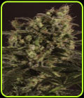 Sage 'n' Sour x SCBDX - Super CBDx Seeds