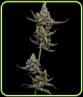 Sail Haten - Green Bodhi Seeds