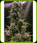 Saint Expeditus Auto - Night Owl Seeds