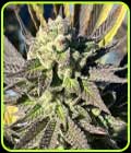 Samarian Sunset - Black Tuna Seeds