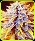 San Francisco OG x SCBDX - Super CBDx Seeds