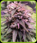 San Francisco Sour Dough - Top Shelf Elite Seeds