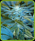 Sandstorm - Cannabiogen Seeds