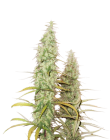 Santa Marta Haze - Seed Stockers