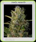 Santa Muerte - BlimBurn Seeds